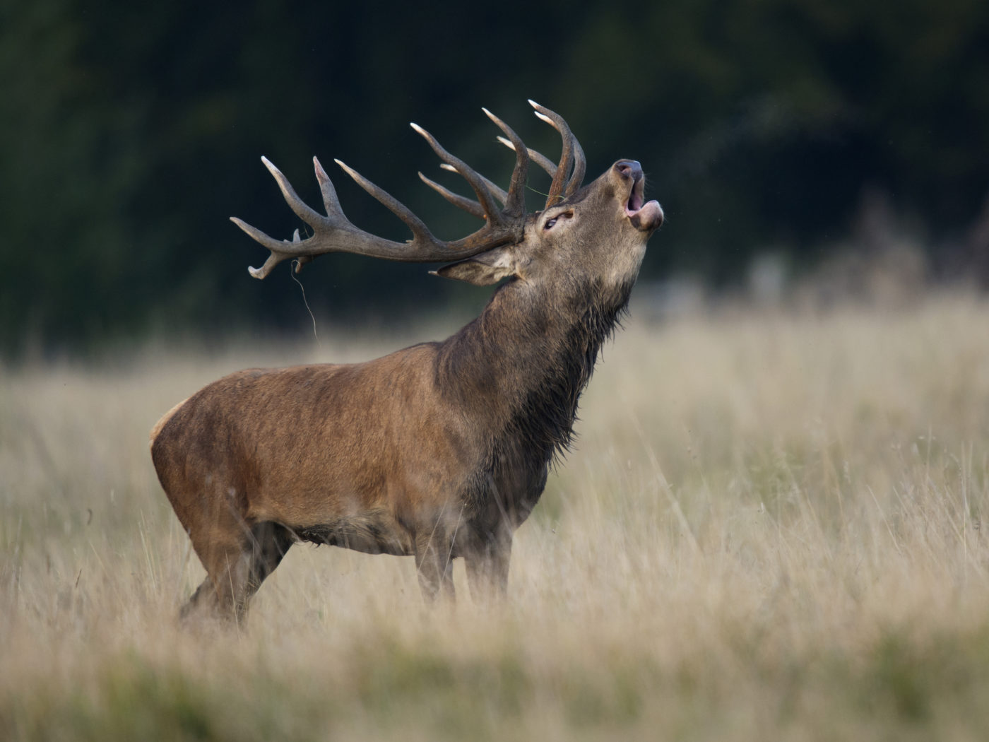 Jagd